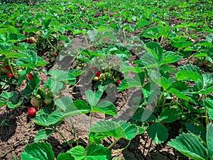 Garden rows of strawberries grow on raised beds.