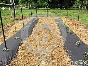 Garden Rows Using Black Plastic and Straw For Weed Control