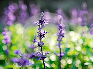 Garden sage