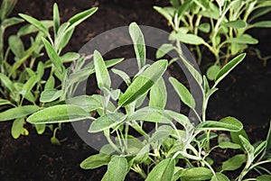 Garden sage plants, Salvia officinalis growing in summer herb garden