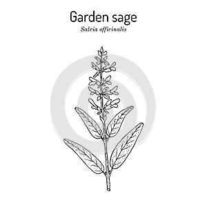 Garden sage Salvia officinalis , medicinal plant