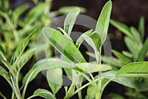 Garden Sage in spring, Salvia officinalis plants grow in herb garden