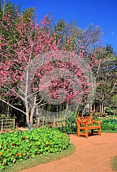 The garden with Sakura flowers blossom