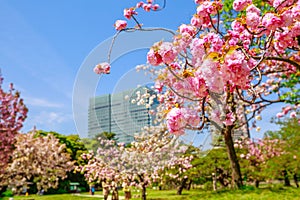 Garden Sakura Tokyo photo