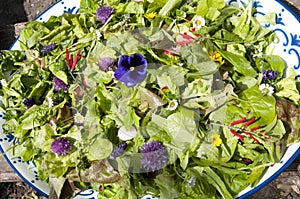 Garden salad with eatable flowers