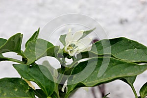 Garden Salsa Pepper, Capsicum annuum 'Garden Salsa'