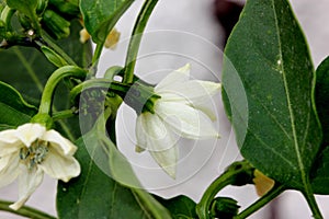 Garden Salsa Pepper, Capsicum annuum 'Garden Salsa'