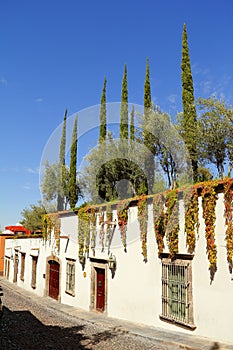 Garden in San miguel de allende architecture, guanajuato, mexico IV