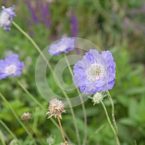 Garden Scabious