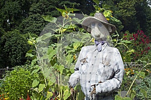 Garden Scarecrow