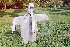 Garden scarecrow made of old clothing standing in the field at summer