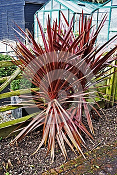 Garden scene a large red coloured spinney plant growing