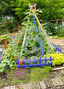 Garden scene Scarlet runner beans