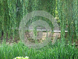 Garden scene with a weeping willow tree foliage and lush grass.