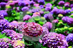 Garden scenery with blooming red and purple Hydrangea flowers