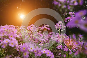 Garden scenery at sunrise