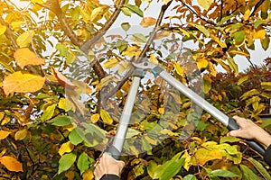 Garden scissors. It is important to prune fruit trees in fall a sanitary manner