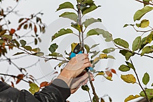 Garden scissors. Tree branches are cut with garden scissors by a gardener