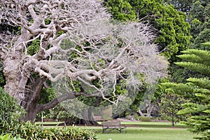 Garden seat under beautiful asian sculptured tree, Sydney Botannical Gardens. New South Wales, Australia.