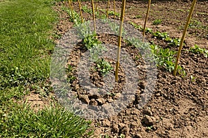 Garden seedbed row with young spring sprouts of pea, latin name Pisum Sativum photo