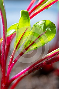 Garden seedlings in spring season, young sprouts of red beetroot vegetable plant