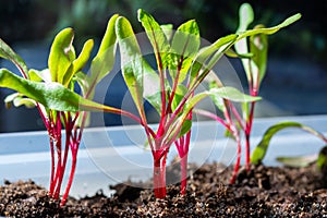 Garden seedlings in spring season, young sprouts of red beetroot vegetable plant