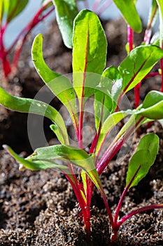 Garden seedlings in spring season, young sprouts of red beetroot vegetable plant