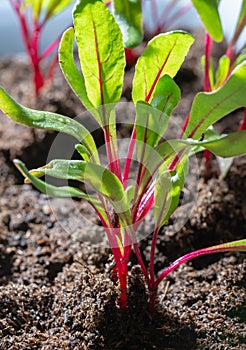 Garden seedlings in spring season, young sprouts of red beetroot vegetable plant