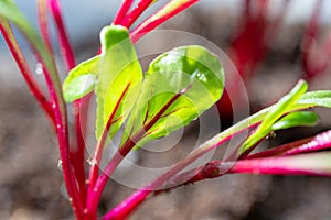 Garden seedlings in spring season, young sprouts of red beetroot vegetable plant