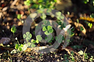 Garden with several four leaf clovers