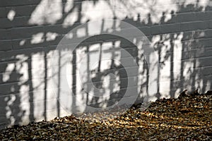 Garden shadows