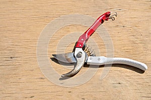 Garden shears for pruning branches, flowers and shrubs