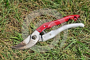Garden shears for pruning branches, flowers and shrubs