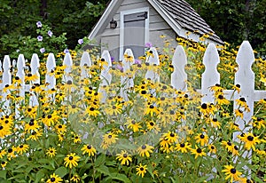 Garden Shed