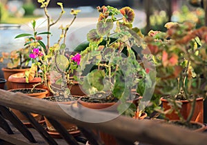 Garden shed colorful potted plants flowers