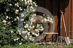 Garden shed with roses and tools