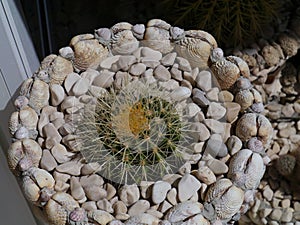 A garden of shells with cactus plants