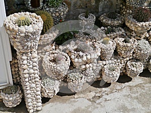 A garden of shells with cactus plants