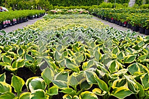 Garden shop. Department of plants in pots, hosts in the foreground