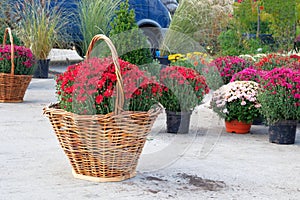 Garden shop with flowers. Bushes with purple and red hrysanthemums in pots in garden store. Nursery of plants and flowers for