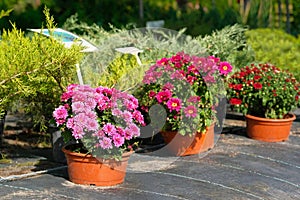 Garden shop with flowers. Bushes with purple, red and pink chrysanthemums in pots in garden store. Nursery of plant and trees for