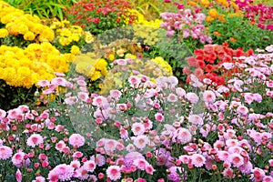 Garden shop with variety bright flowers. Bushes with purple hrysanthemums in pots in garden store. Nursery of diversity flowers
