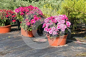 Garden shop. Variety of seedlings of pink chrysanthemums in pots in garden store. Nursery of plants