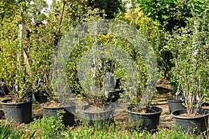 Garden shop. Variety of seedlings of trees in pots in garden store. Nursery of plants and trees