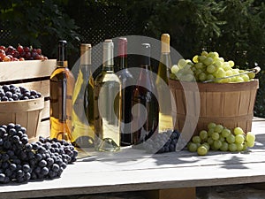 A garden shot of red green and blue grapes outside in baskets in the sunshine with wines