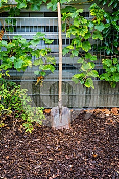 Garden shovel in bark mulch between grapevines plants photo