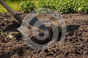 Garden shovel in ground loosen soil preparation. Farming garden work farm soil digging in garden spade soil shovel