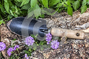 Garden shovel, rusty with snail rising on the handle between flowers