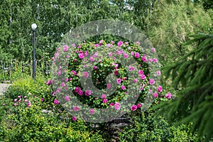 Garden shrub park Canadian pink rose Morden Centennial