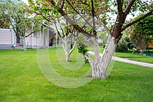 A garden with a sick tree and a house in the background